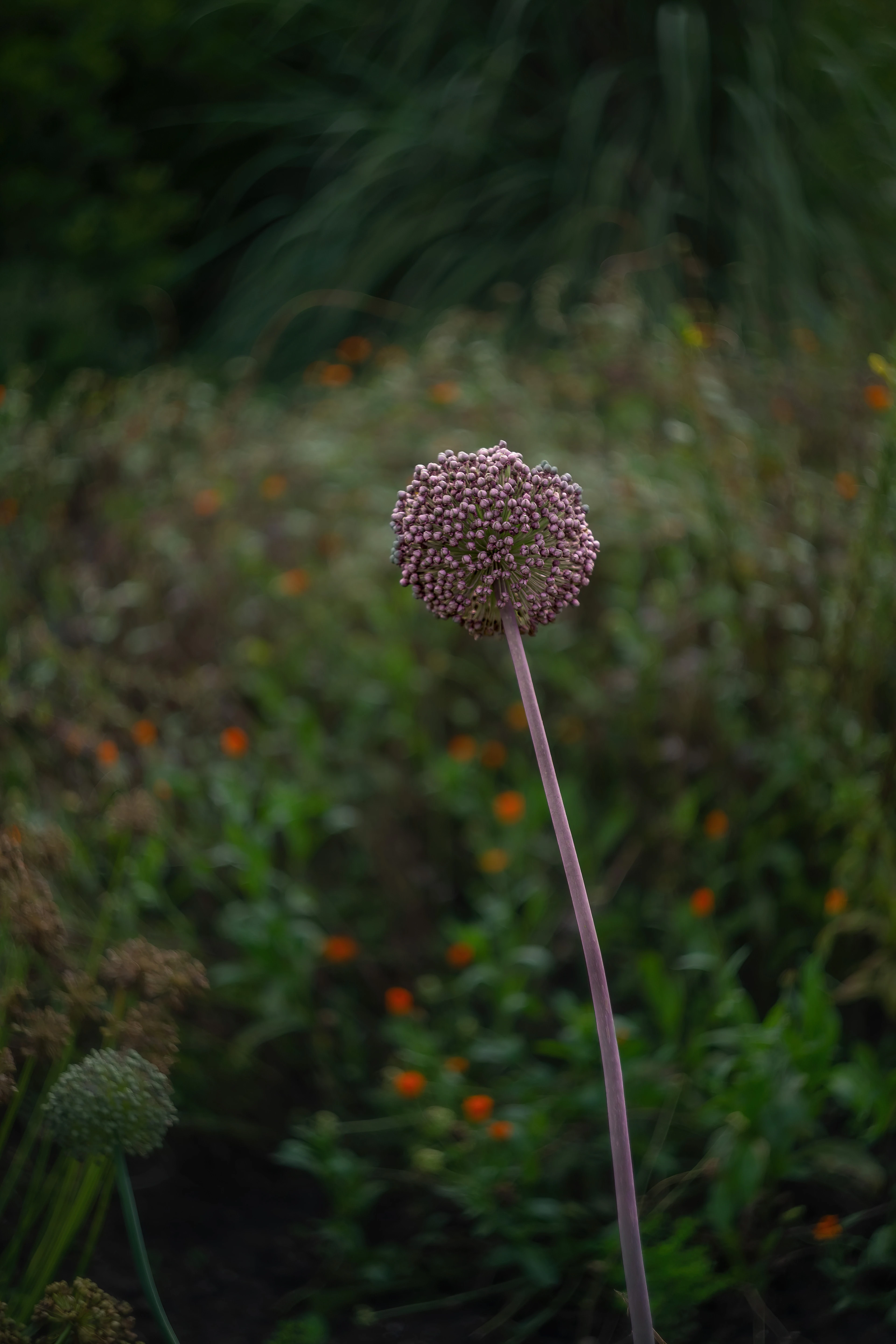 Nature & Wildlife - Image 5